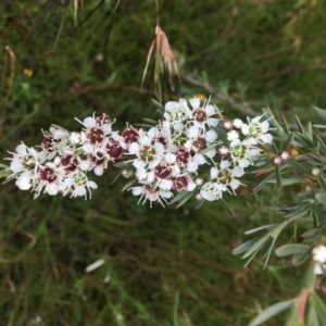 Kunzea ericoides at Wamboin, NSW - 18 Dec 2020