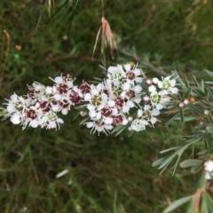 Kunzea ericoides (Burgan) at Wamboin, NSW - 17 Dec 2020 by Devesons