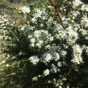 Kunzea ericoides at Wamboin, NSW - 18 Dec 2020