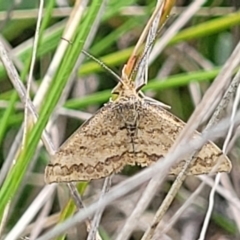 Scopula rubraria (Reddish Wave, Plantain Moth) at Mitchell, ACT - 25 Oct 2022 by trevorpreston