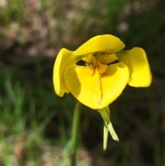 Diuris amabilis (Large Golden Moth) at Hall, ACT - 25 Oct 2022 by strigo