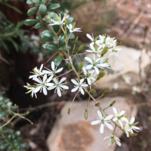 Bursaria spinosa subsp. lasiophylla at Wamboin, NSW - 3 Jan 2021