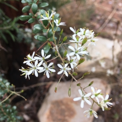 Bursaria spinosa subsp. lasiophylla (Australian Blackthorn) at Wamboin, NSW - 3 Jan 2021 by Devesons