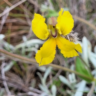 Velleia paradoxa (Spur Velleia) at Mitchell, ACT - 25 Oct 2022 by trevorpreston