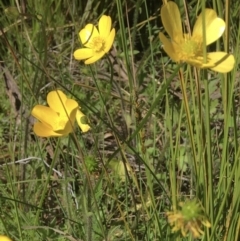 Ranunculus lappaceus (Australian Buttercup) at Wamboin, NSW - 26 Sep 2021 by Devesons