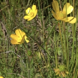 Ranunculus lappaceus at Wamboin, NSW - 27 Sep 2021