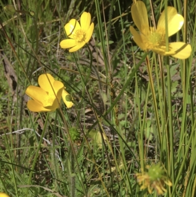 Ranunculus lappaceus (Australian Buttercup) at Wamboin, NSW - 26 Sep 2021 by Devesons