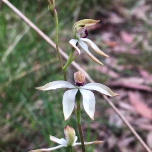 Caladenia cucullata at Hall, ACT - suppressed