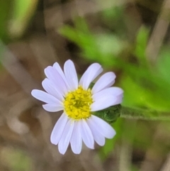 Vittadinia muelleri (Narrow-leafed New Holland Daisy) at Crace Grasslands - 25 Oct 2022 by trevorpreston