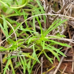 Vittadinia muelleri at Mitchell, ACT - 25 Oct 2022