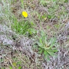 Hypochaeris radicata at Mitchell, ACT - 25 Oct 2022