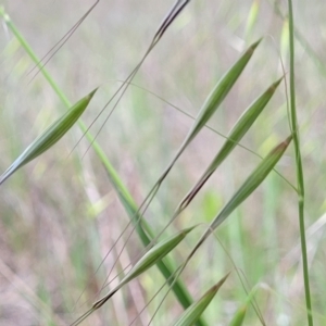 Avena sp. at Mitchell, ACT - 25 Oct 2022 11:45 AM