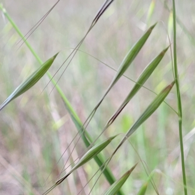 Avena (genus) (Wild Oats) at Mitchell, ACT - 25 Oct 2022 by trevorpreston