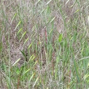 Avena sp. at Mitchell, ACT - 25 Oct 2022 11:45 AM