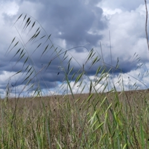 Avena sp. at Mitchell, ACT - 25 Oct 2022