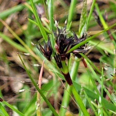 Schoenus apogon (Common Bog Sedge) at Mitchell, ACT - 25 Oct 2022 by trevorpreston