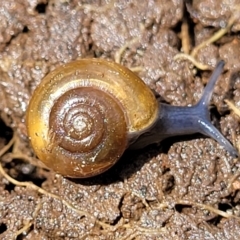 Oxychilus alliarius (Garlic Snail) at Crace Grasslands - 25 Oct 2022 by trevorpreston