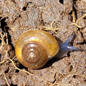 Oxychilus alliarius at Mitchell, ACT - 25 Oct 2022