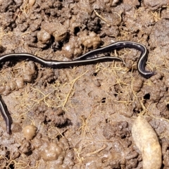 Caenoplana coerulea (Blue Planarian, Blue Garden Flatworm) at Crace Grasslands - 25 Oct 2022 by trevorpreston