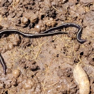 Caenoplana coerulea at Mitchell, ACT - 25 Oct 2022