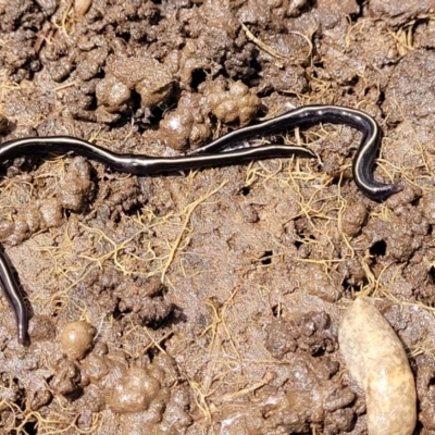 Caenoplana coerulea (Blue Planarian, Blue Garden Flatworm) at Crace Grasslands - 25 Oct 2022 by trevorpreston