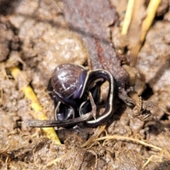 Caenoplana coerulea at Mitchell, ACT - 25 Oct 2022