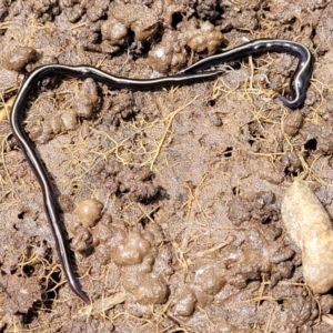 Caenoplana coerulea at Mitchell, ACT - 25 Oct 2022