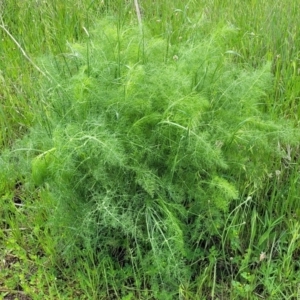 Foeniculum vulgare at Mitchell, ACT - 25 Oct 2022 11:37 AM