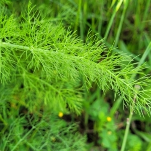 Foeniculum vulgare at Mitchell, ACT - 25 Oct 2022