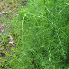 Foeniculum vulgare at Mitchell, ACT - 25 Oct 2022 11:37 AM