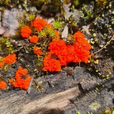 Tubifera ferruginosa (Raspberry Slime) at Mount Jerrabomberra - 25 Oct 2022 by roachie