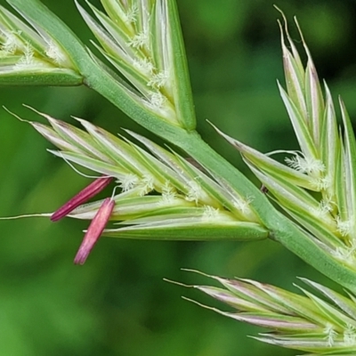 Lolium sp. (Ryegrass) at Crace Grasslands - 25 Oct 2022 by trevorpreston