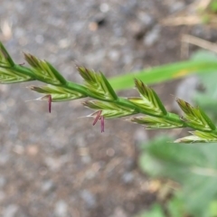 Lolium sp. at Mitchell, ACT - 25 Oct 2022