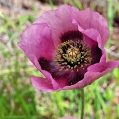 Papaver somniferum subsp. setigerum (Opium Poppy) at Mitchell, ACT - 25 Oct 2022 by trevorpreston