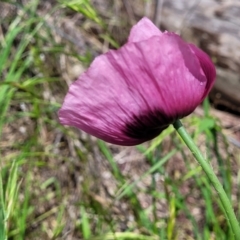 Papaver somniferum subsp. setigerum at Mitchell, ACT - 25 Oct 2022 11:34 AM