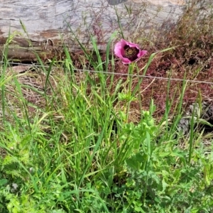 Papaver somniferum subsp. setigerum at Mitchell, ACT - 25 Oct 2022 11:34 AM