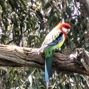 Platycercus eximius at Mitchell, ACT - 25 Oct 2022