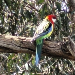 Platycercus eximius at Mitchell, ACT - 25 Oct 2022 11:33 AM