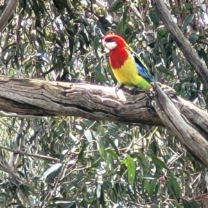 Platycercus eximius at Mitchell, ACT - 25 Oct 2022 11:33 AM