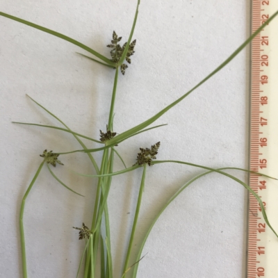 Cyperus sanguinolentus (A Sedge) at Wamboin, NSW - 15 Jan 2022 by Devesons