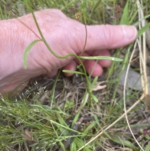 Linaria pelisseriana at Aranda, ACT - 25 Oct 2022