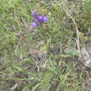 Linaria pelisseriana at Aranda, ACT - 25 Oct 2022 02:07 PM