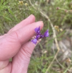 Linaria pelisseriana at Aranda, ACT - 25 Oct 2022