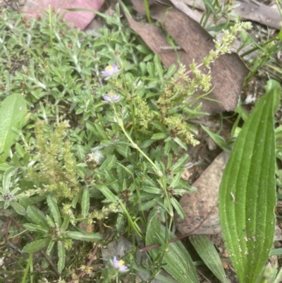 Spergularia rubra (Sandspurrey) at Aranda Bushland - 25 Oct 2022 by lbradley