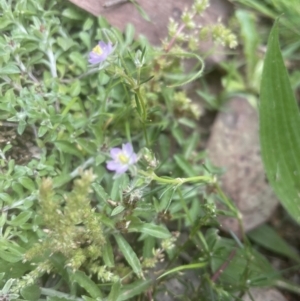 Spergularia rubra at Aranda, ACT - 25 Oct 2022