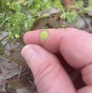 Cotula australis at Aranda, ACT - 25 Oct 2022