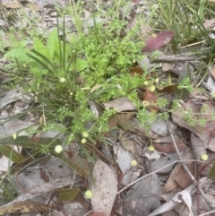 Cotula australis at Aranda, ACT - 25 Oct 2022 02:28 PM