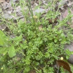 Cotula australis at Aranda, ACT - 25 Oct 2022