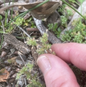 Polycarpon tetraphyllum at Aranda, ACT - 25 Oct 2022