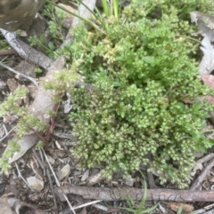 Polycarpon tetraphyllum at Aranda, ACT - 25 Oct 2022